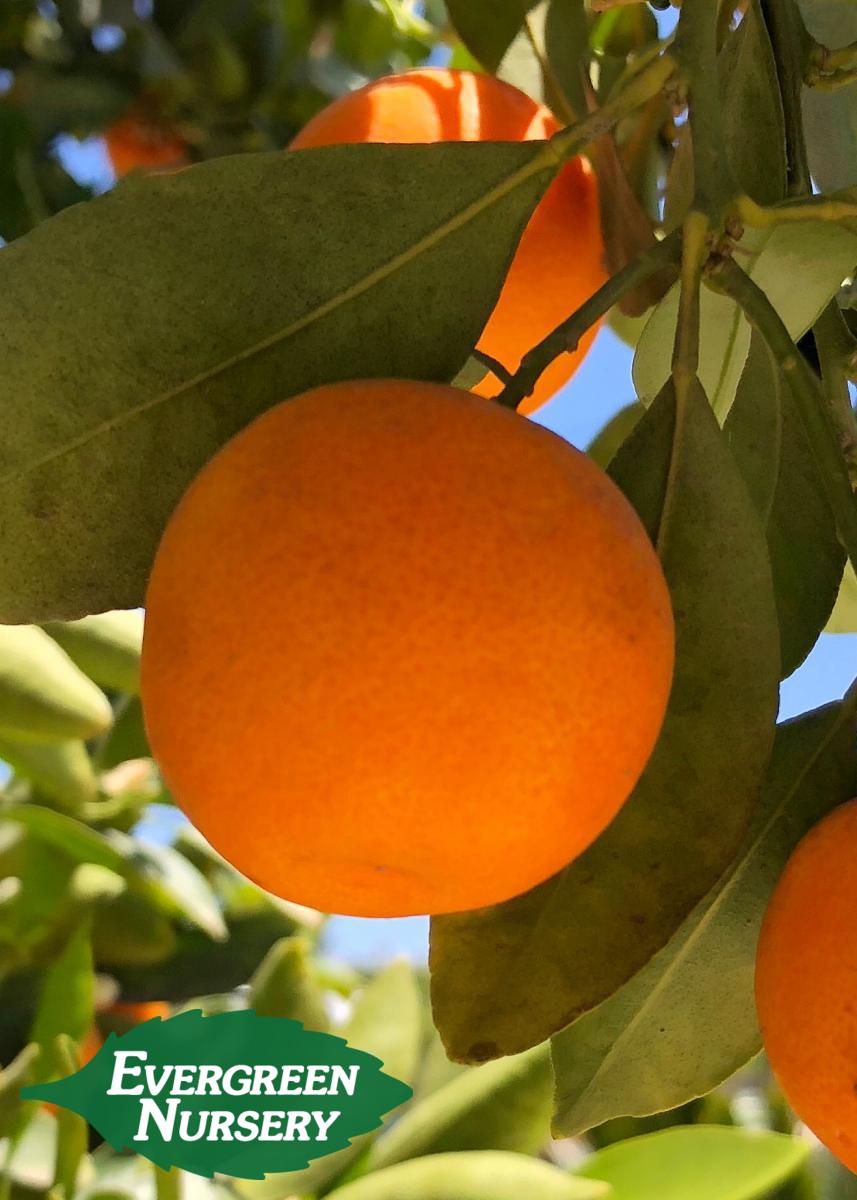 Page Mandarin Page Mandarin